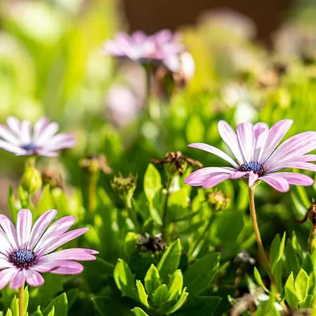 Danton Renaissance - F2 Renove - Equipe 公寓 *